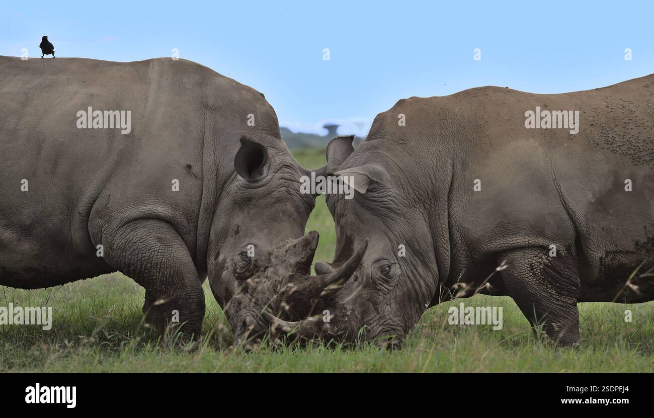 schianto di rinoceronti bianchi del sud che combattevano in un headlock con corna interchiuse nelle pianure selvagge della riserva di caccia solio, kenya Foto Stock