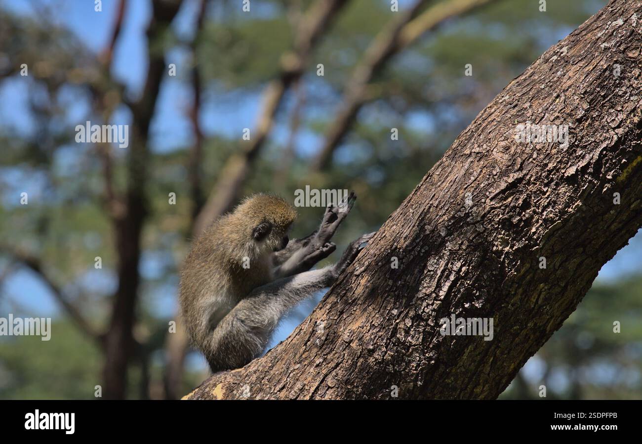 adorabile scimmia vervet seduto su un ramo d'albero che si prepara nella foresta selvaggia della riserva di caccia del solio, kenya Foto Stock
