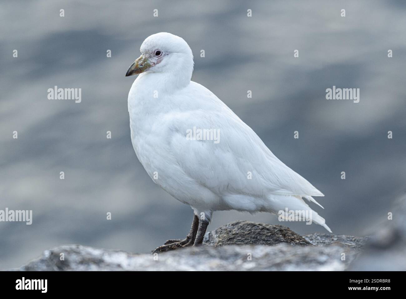 Becco bianco (Chionis alba), isola bleaker, isole Falkland, Gran Bretagna, Atlantico meridionale, sud America Foto Stock