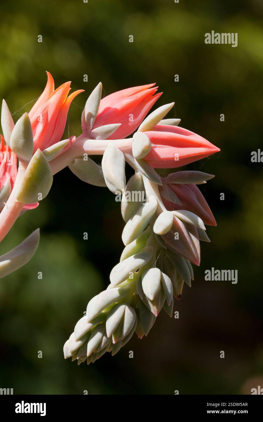 Una Echeveria in fiore Foto Stock