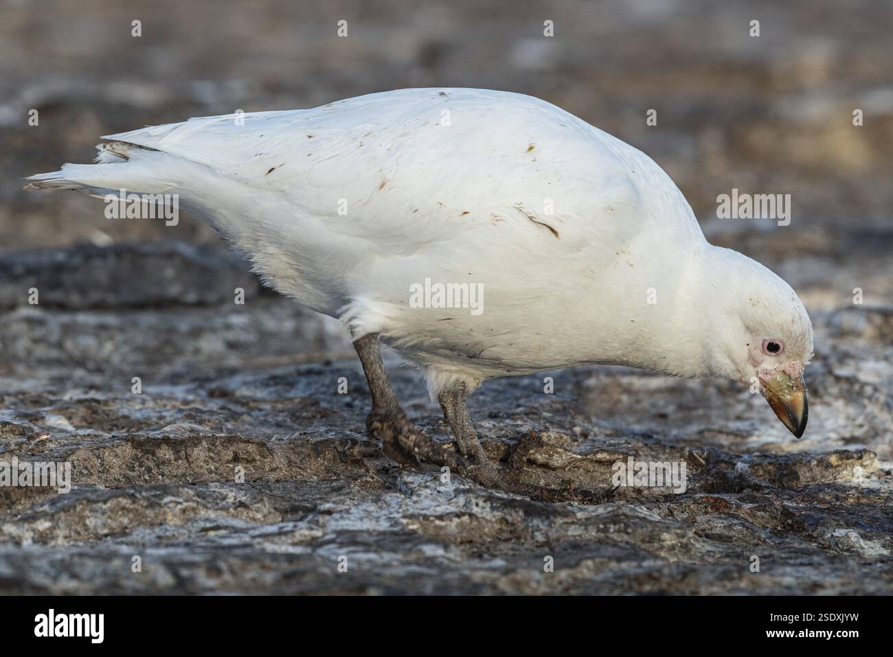 Becco bianco (Chionis alba), isola bleaker, isole Falkland, Gran Bretagna, Atlantico meridionale, sud America Foto Stock