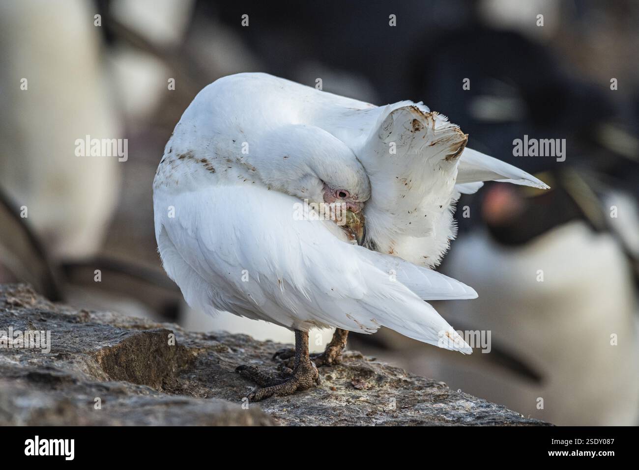 Il beccuccio bianco (Chionis alba) pulisce il piumaggio, Bleaker Island, Falkland Islands, Gran Bretagna, Atlantico meridionale, sud America Foto Stock