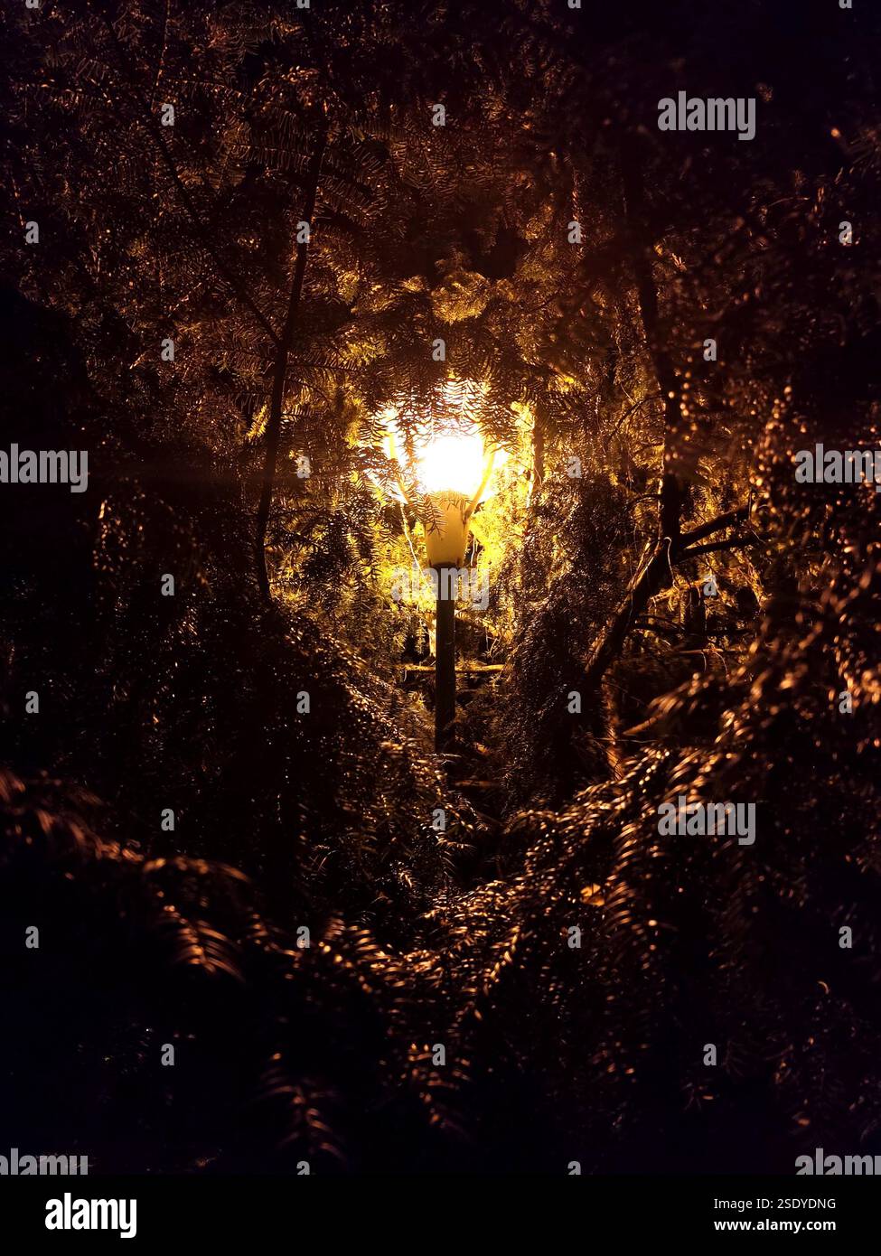 Incantato di notte - Un caldo lampione illumina il fogliame scuro in un misterioso ambiente forestale Foto Stock