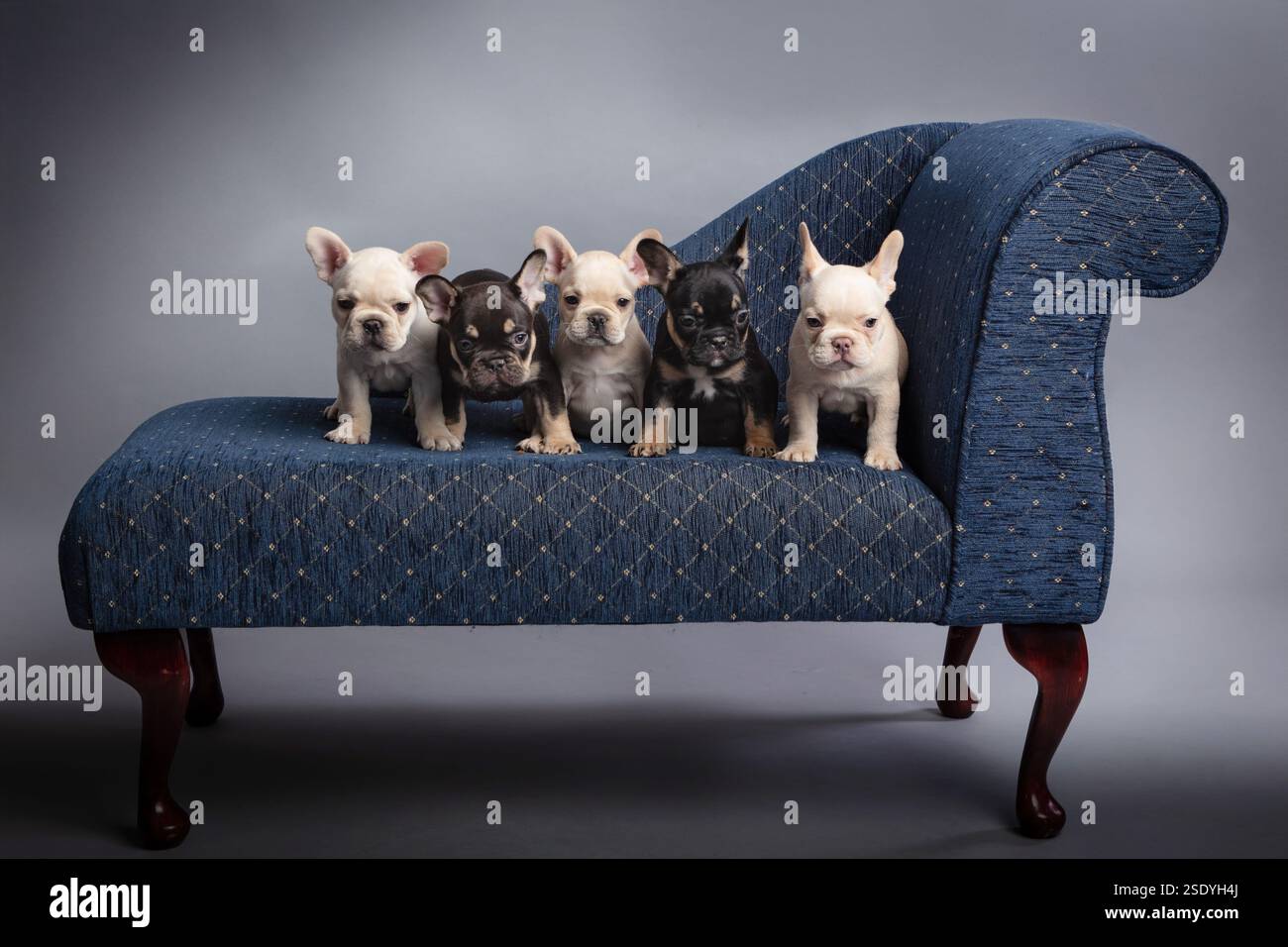 Un gruppo di cuccioli di bulldog francesi di 8 settimane davanti a noi su una mini chaise o un divano blu Foto Stock