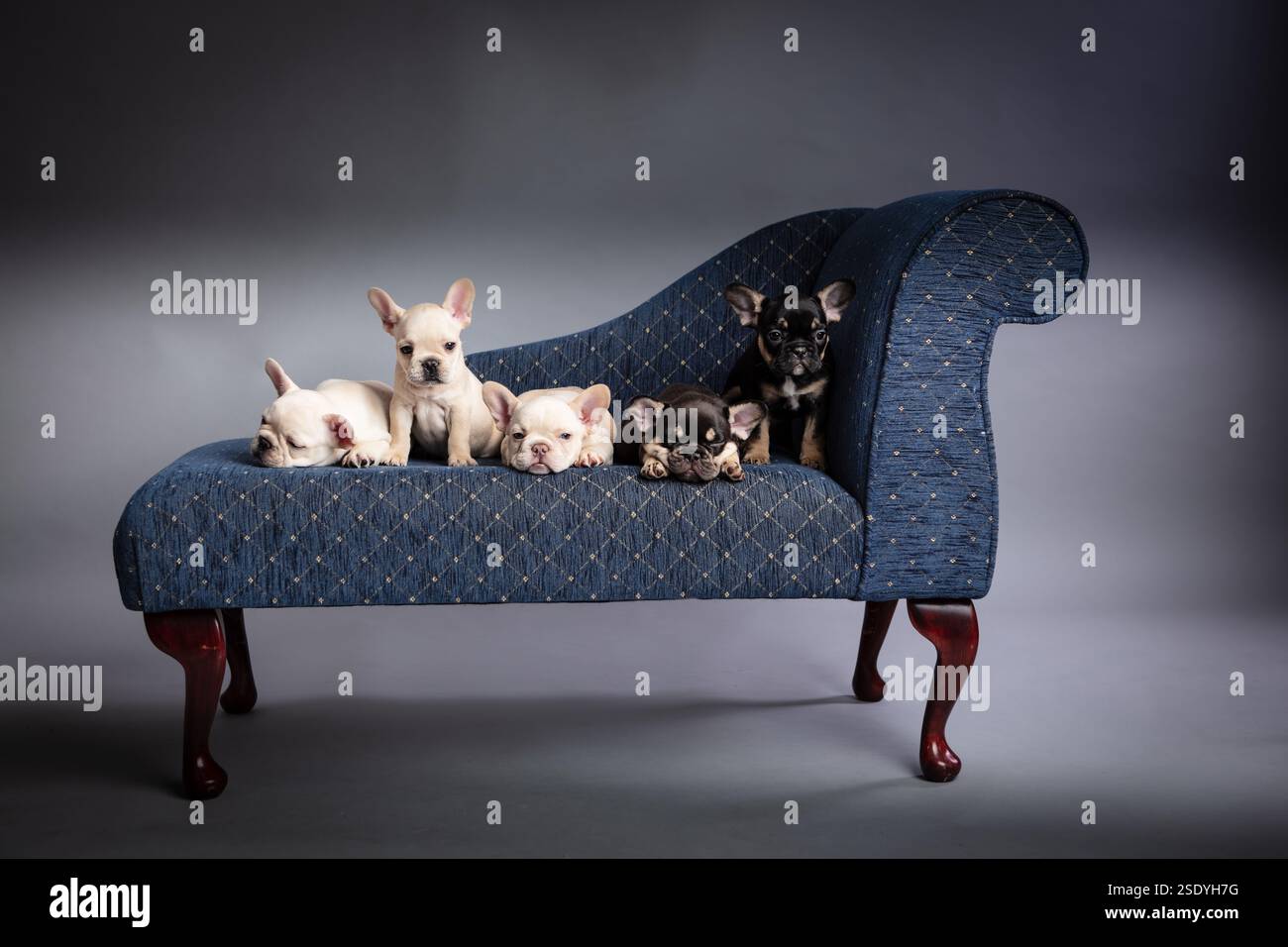 Un gruppo di cinque cuccioli di bulldog francesi su una chaise o un divano blu, un divano. Foto Stock