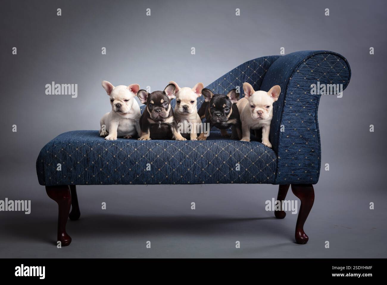 Un gruppo di giovani cuccioli Bulldog francesi su un piccolo divano in stile chaise blu su sfondo grigio. I cuccioli sono tutti nella fase di partenza. Foto Stock