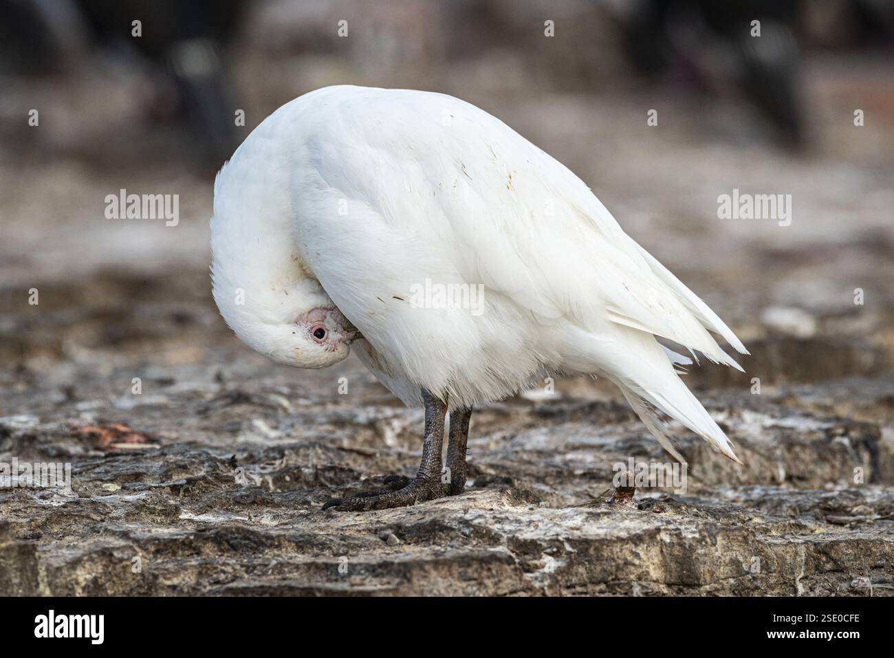 Il beccuccio bianco (Chionis alba) pulisce il piumaggio, Bleaker Island, Falkland Islands, Gran Bretagna, Atlantico meridionale, sud America Foto Stock