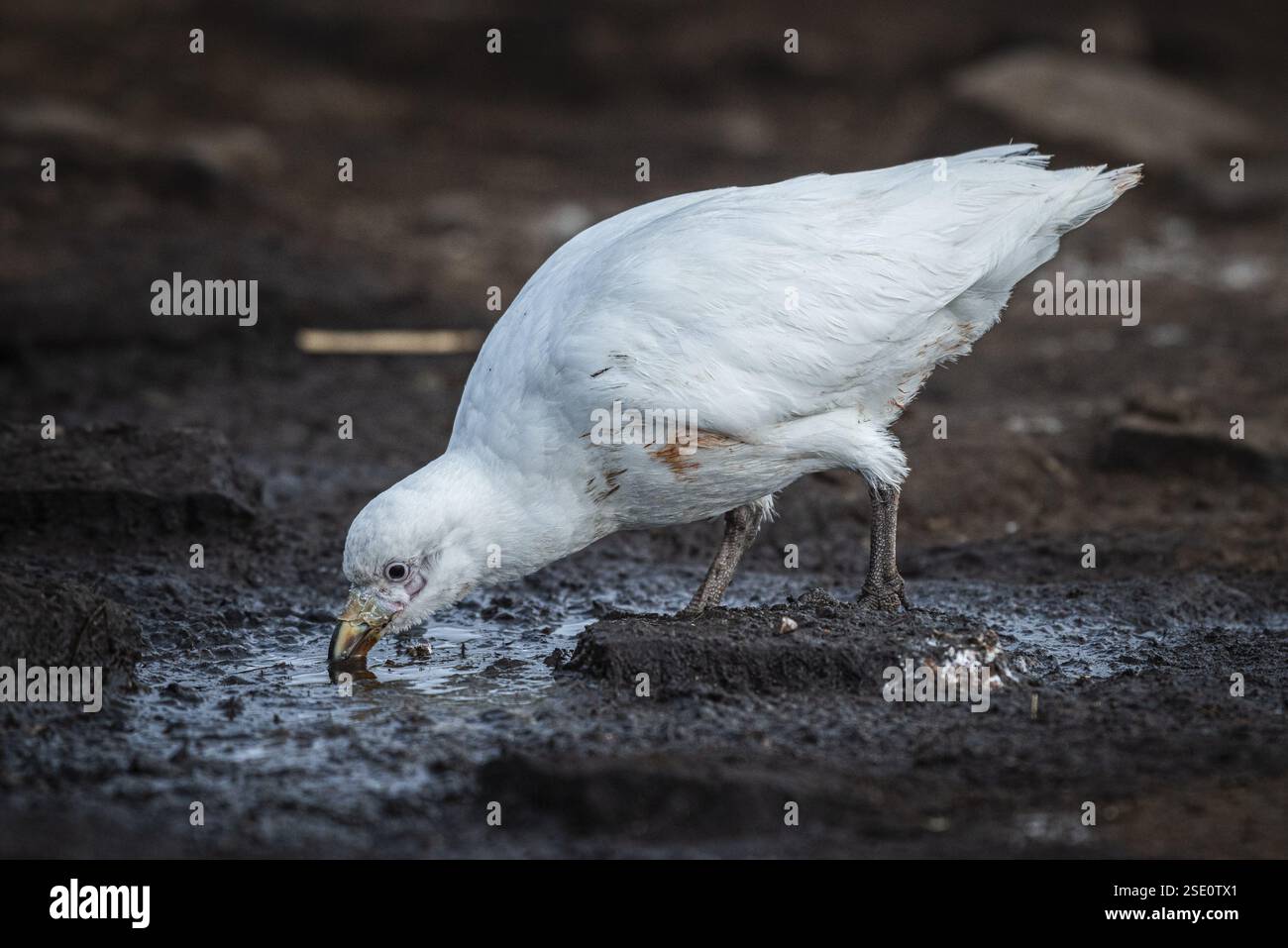 Becco bianco (Chionis alba), bere in una fonte d'acqua, Bleaker Island, Isole Falkland, Gran Bretagna, Atlantico meridionale, sud America Foto Stock
