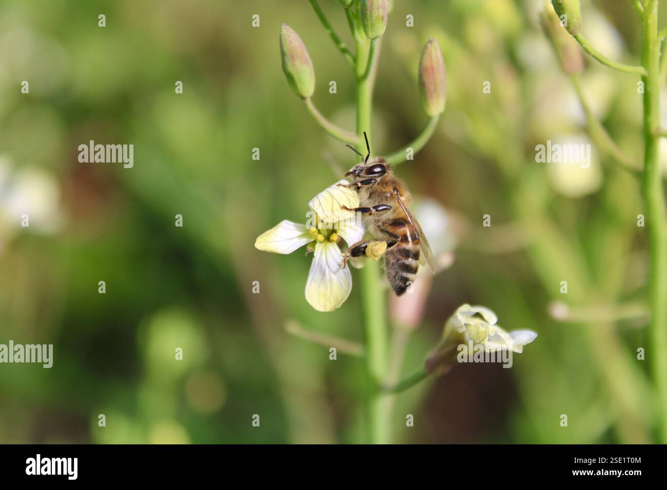 Primo piano di un'ape che raccoglie nettare, polline giallo sulle gambe, su uno sfondo splendidamente sfocato. Foto Stock