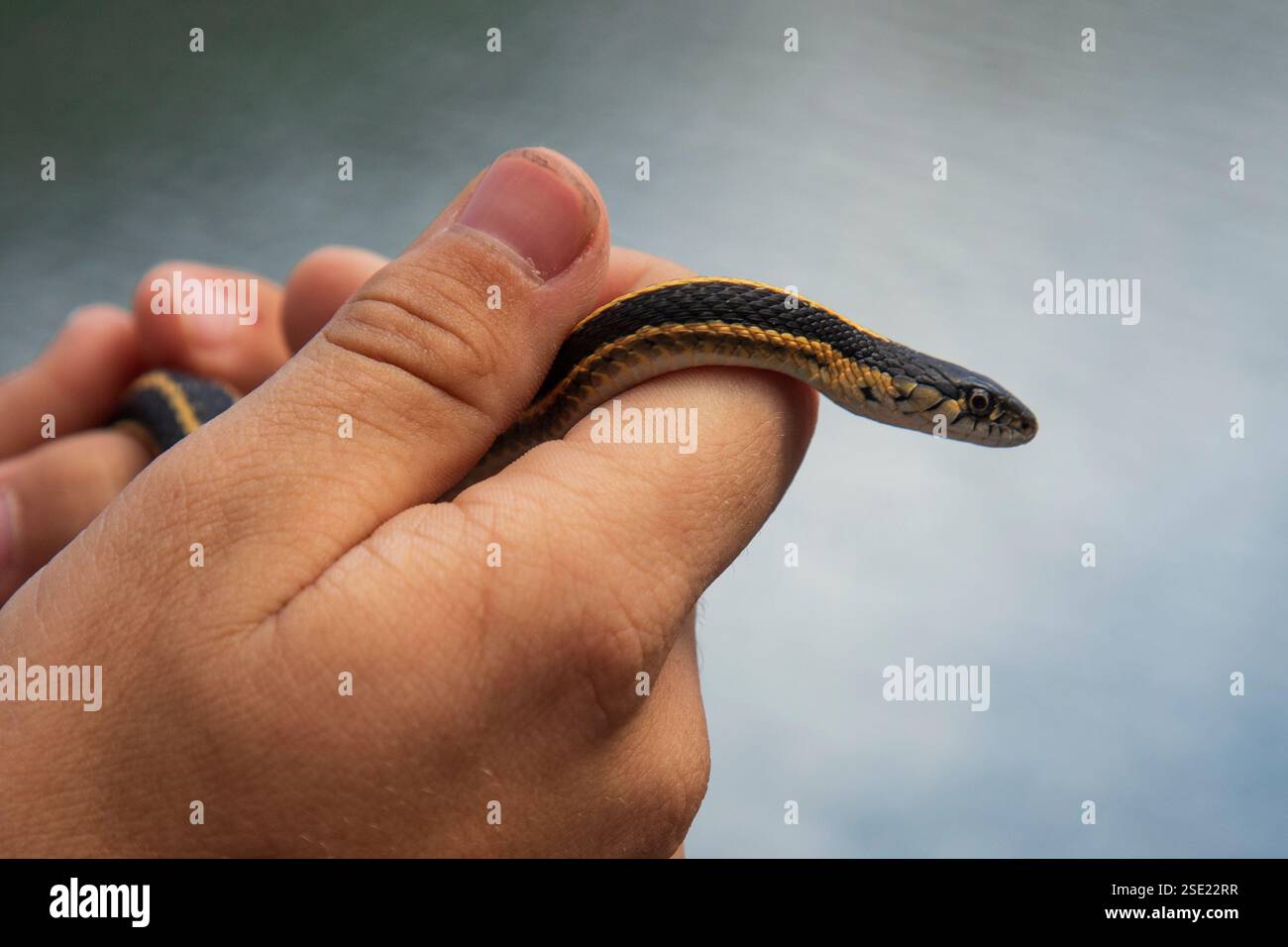 Primo piano di un serpente giarrettiera terrestre occidentale (Thamnophis elegans) in mano a una persona, con la sua colorazione a strisce nere e gialle vicino all'acqua. Foto Stock