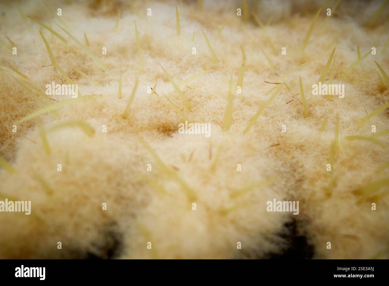 La cima della Kroenleinia grusonii. È popolarmente conosciuto come il cactus a botte d'oro, la palla d'oro, il cuscino della suocera o la sedia della suocera. Foto Stock
