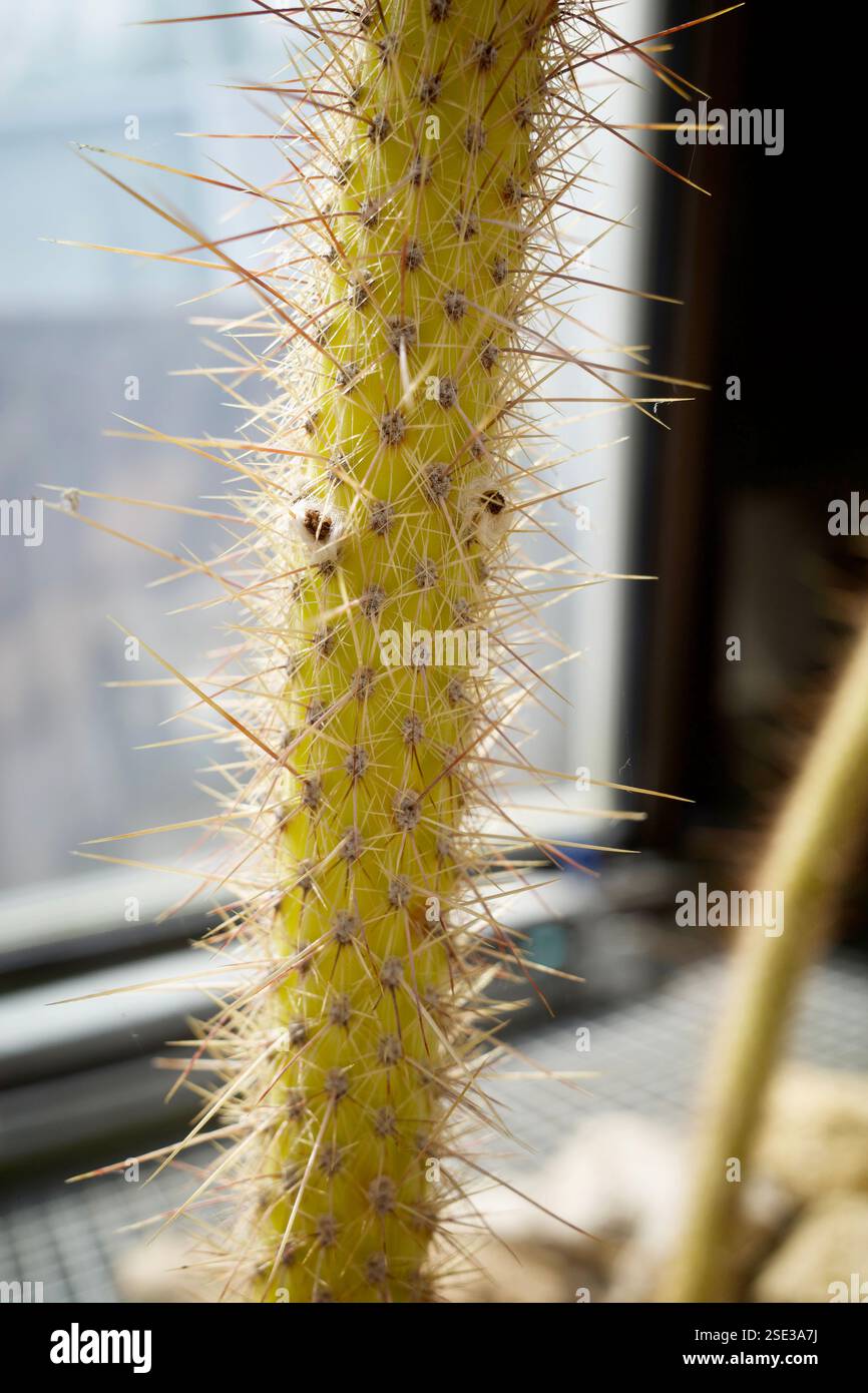 Primo piano di uno stelo appuntito di cactus Foto Stock