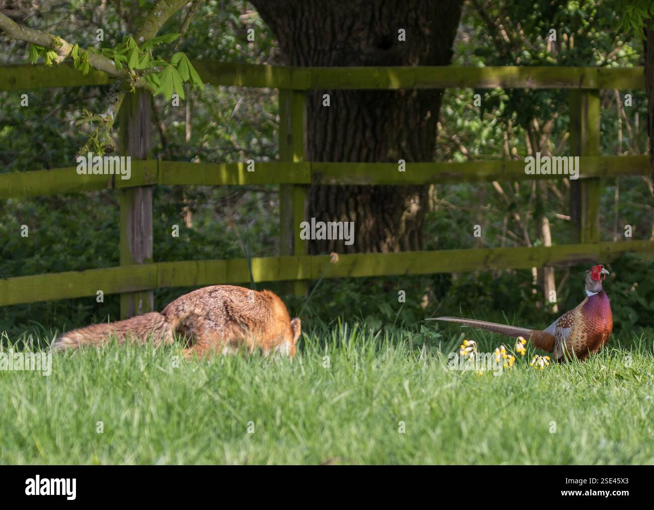 Scatto unico. Una Fox e un fagiano. Non una posizione in cui un fagiano vuole trovarsi. Potrebbe essere il pranzo per la volpe che passa. Suffolk, Regno Unito Foto Stock