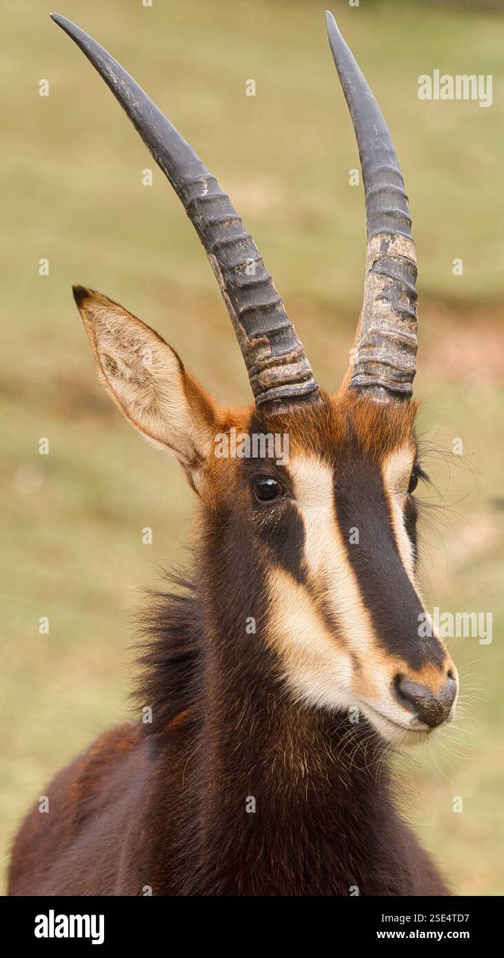 Ritratto ravvicinato di un'antilope sable con lunghe corna curve, che mostra sorprendenti segni facciali neri e bianchi. Foto Stock