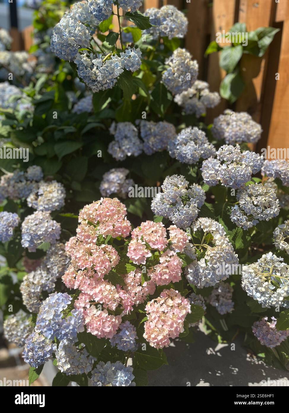 Fiori pastello in un cortile. - Immagine stock catturata con smartphone