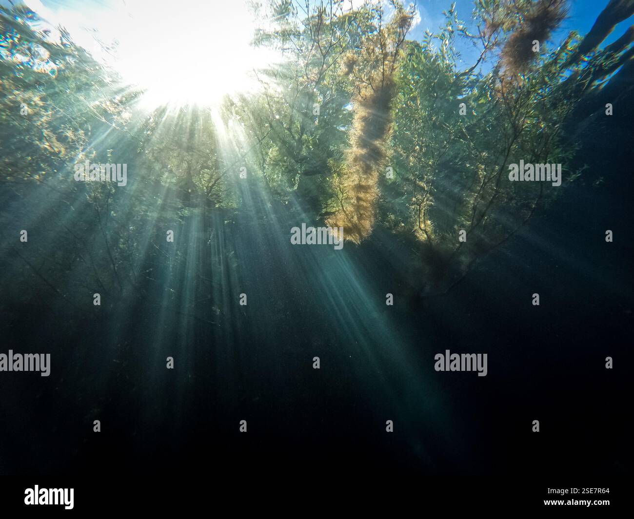 Sott'acqua in un lago forestale. Raggi solari e riflessi attraverso la superficie dell'acqua. Piante, alberi e cieli blu sono visibili attraverso l'acqua limpida. Foto Stock
