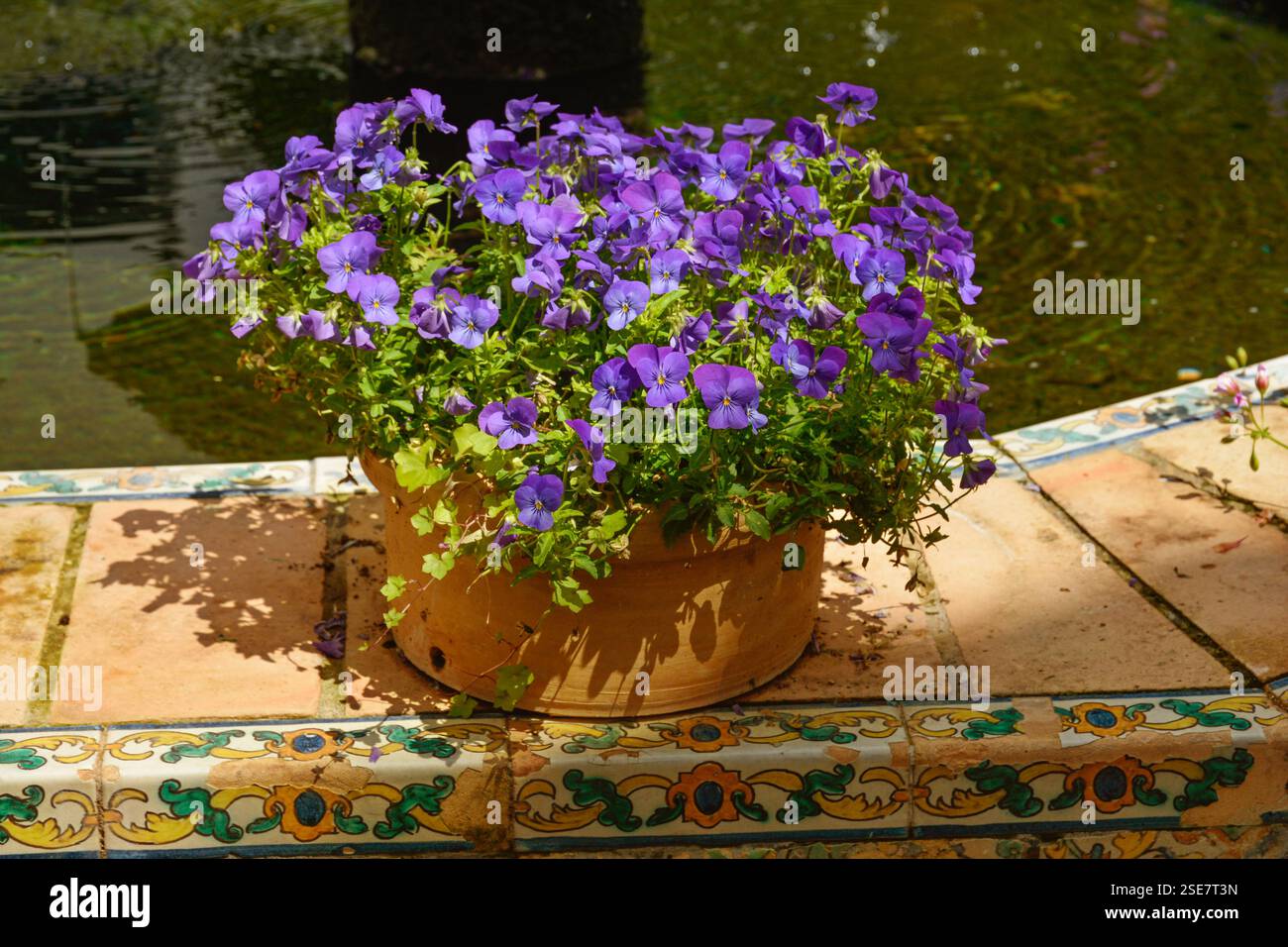 Viole vibranti in fiore: Una Serenata primaverile negli affascinanti patii di Córdoba Foto Stock