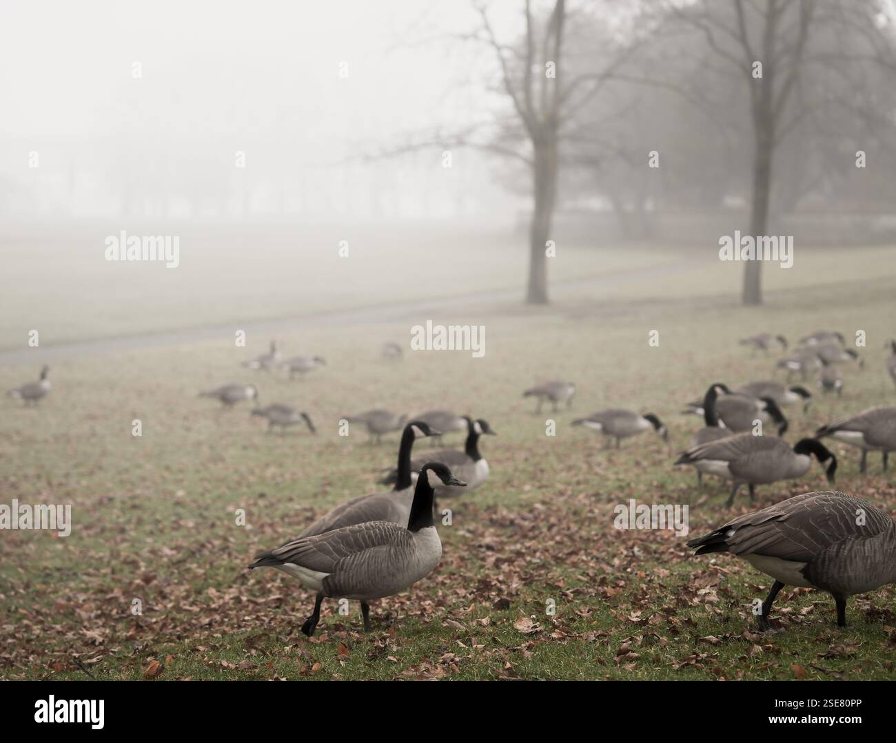 Numerose oche vagano attraverso un parco coperto di nebbia, picchiando a terra tra le foglie cadute. L'atmosfera è serena e nebbiosa, a indicare un'au precoce Foto Stock