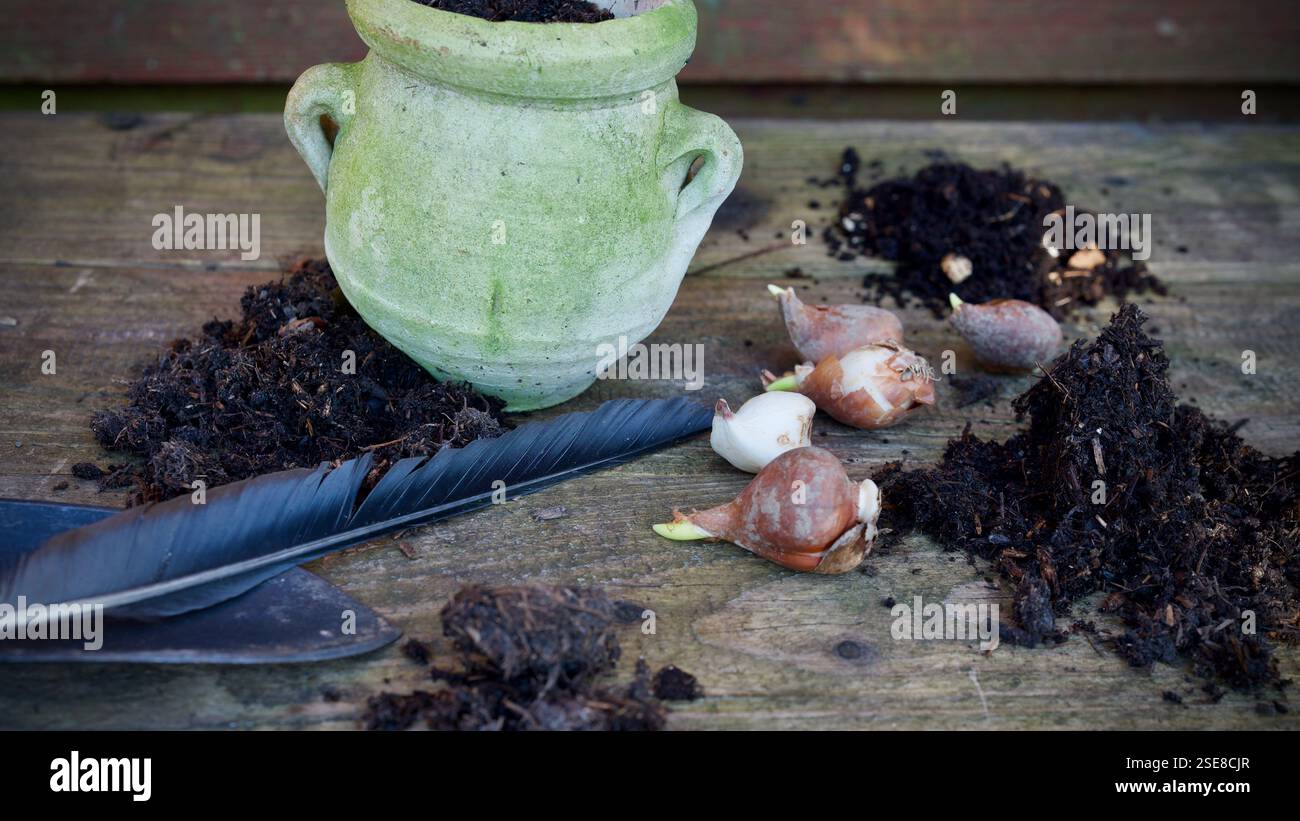 Una piantagione intemprata su uno sfondo di legno. Bulbi di fiori, piantare terreno, una piuma di corvo. Rituale di piantare. Foto Stock