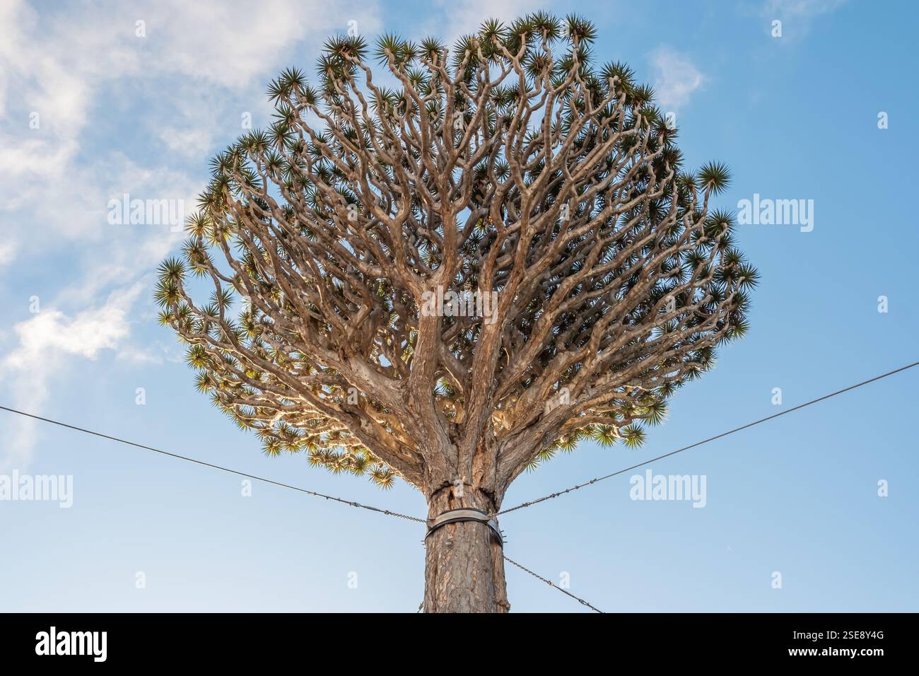 Famoso albero del Drago nella città di Icod de los Vinos, Tenerife, Spagna Foto Stock