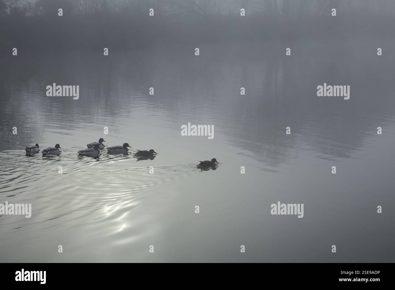 Un piccolo gruppo di anatre Mallard in acqua calma in una mattina nebbiosa con un debole riflesso del sole. Copia spazio. Foto Stock