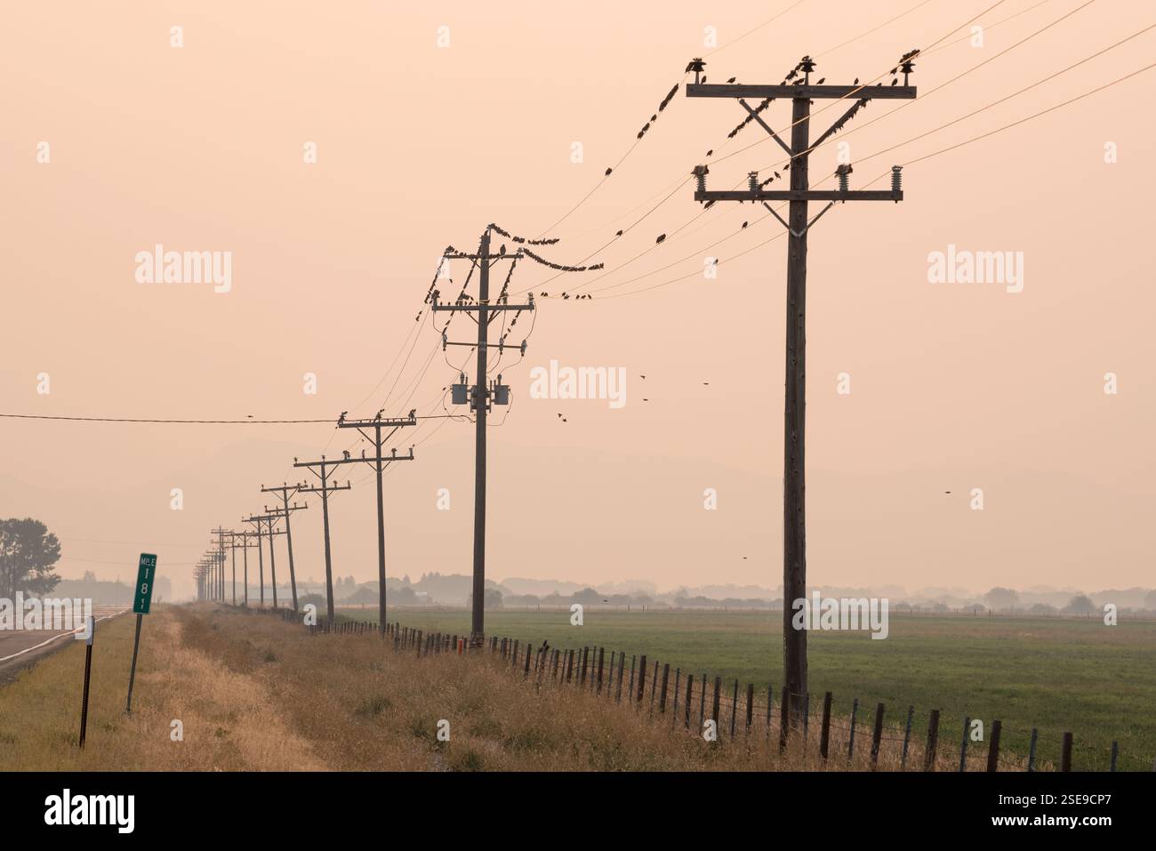 Stalli e falchi sulle linee di servizio con foschia per incendi boschivi, Blaine County, Idaho. Foto Stock