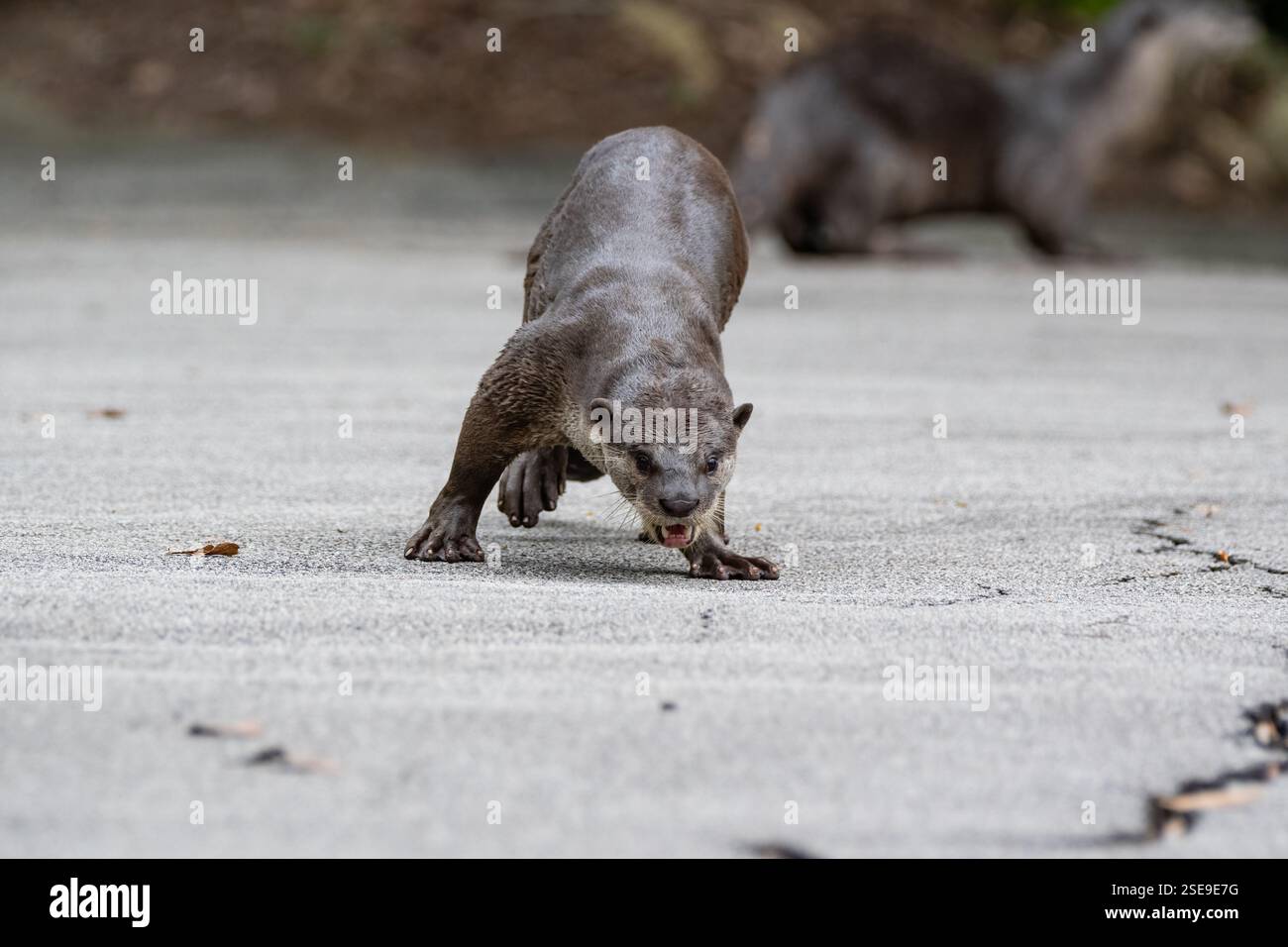Lontra focalizzata che cammina in avanti con uno sguardo intenso, pelliccia bagnata e artigli affilati visibili, mostrando una postura determinata e attenta, lontra rivestita liscia, Foto Stock