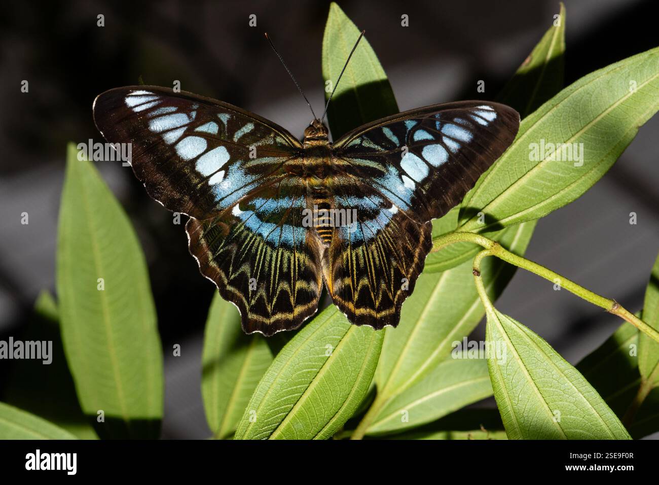 Primo piano di una farfalla con sorprendenti ali blu e nere, arroccate su foglie verdi, che mostrano intricati dettagli alari, Parthenos Sylvia, Bu Foto Stock