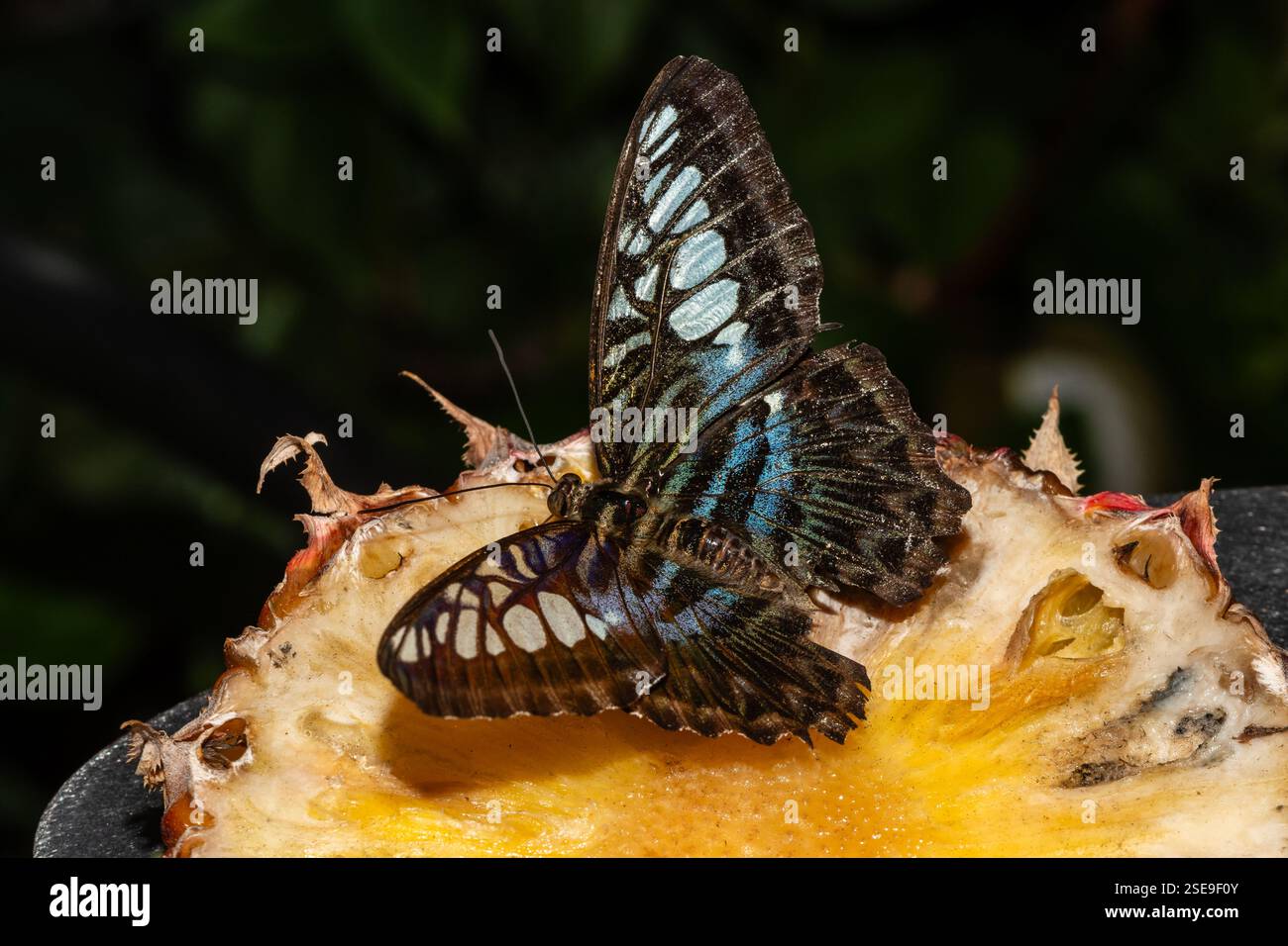 Primo piano di una farfalla con sorprendenti ali blu e nere, mangiare ananas, Parthenos Sylvia, Giardino delle farfalle, aeroporto Changi, Singapore Foto Stock