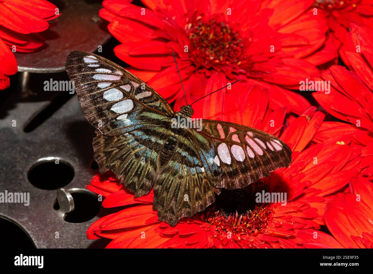 Primo piano di una farfalla con sorprendenti ali blu e nere, arroccate su foglie rosse, Parthenos Sylvia, Giardino delle farfalle, Aeroporto Changi, Singa Foto Stock
