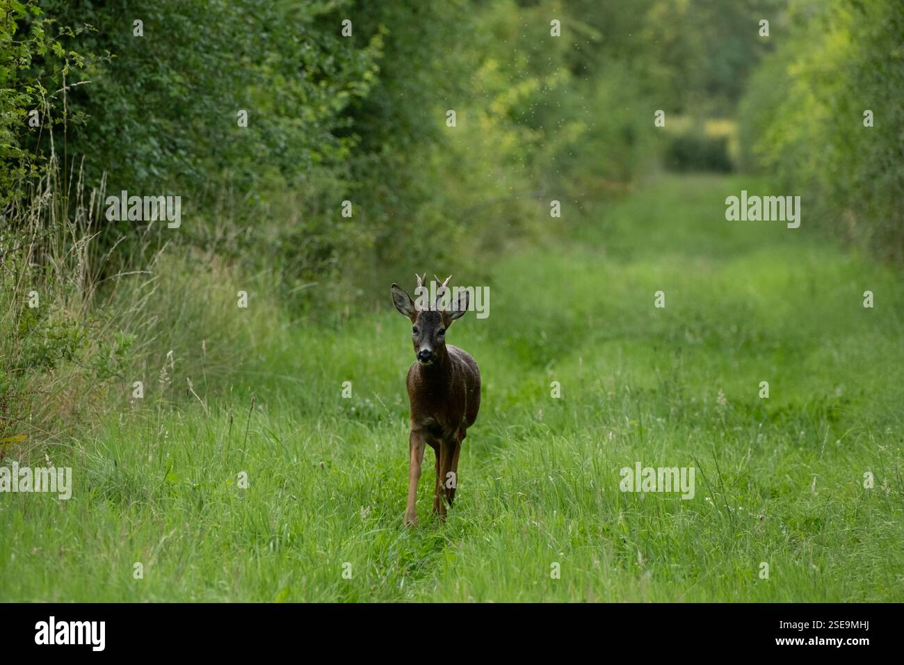Giovane cervo maschio (cervo) nella campagna del Lincolnshire. Ritratto di animali nitido, guardando verso la fotocamera Foto Stock