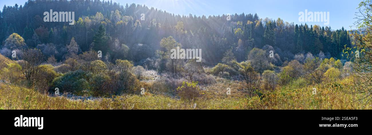 Panorama di pianura con piante smerigliate ai margini della foresta lungo via Kotliarevskogo vicino alla sorgente d'acqua #18S, Skhidnytsia, Ucraina occidentale. Foto Stock