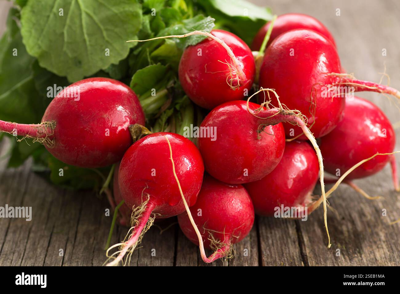 Mazzo raccolto di ravanelli rossi crudi freschi con foglie vicino al tagliere su ravanello a fette. Verdure biologiche sane ( Raphanus sativus ) Foto Stock