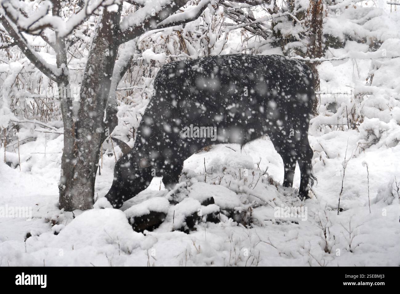 Coniglio in una tempesta di neve Foto Stock