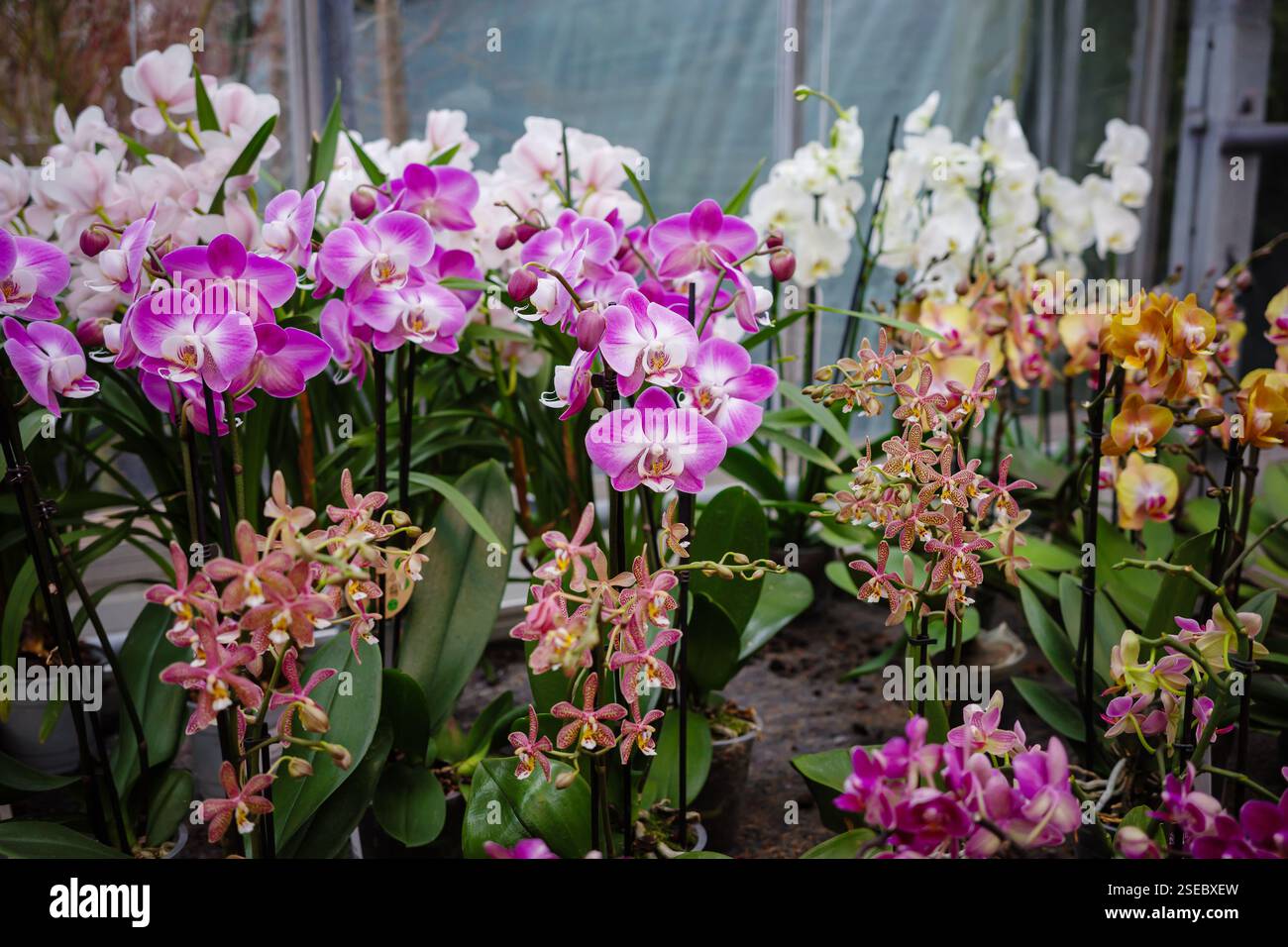 Comprare un'orchidea al centro del giardino. Diverse orchidee in vaso in mostra nella serra. Foto Stock