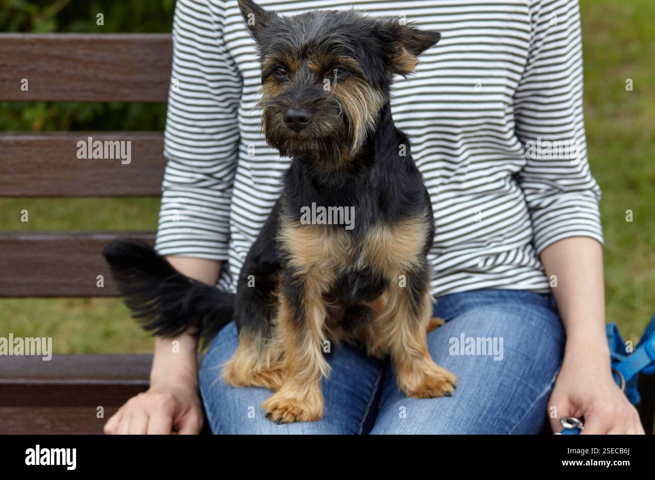 Proprietario con cane seduto su una panchina nel parco estivo della città. L'amicizia di un cane e di una donna Foto Stock