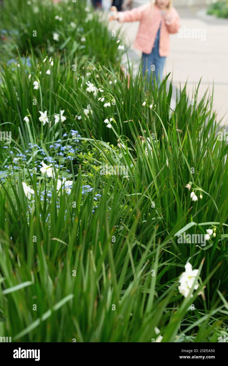 I bambini camminano davanti al letto di fiori con narcisi e nevicate a Strand Aldwych Foto Stock