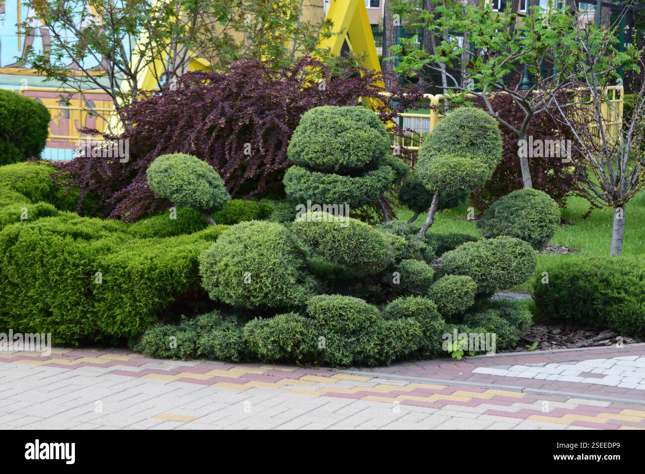 Kharkov, Ucraina, 14 maggio 2024. Un giardino ben tenuto con arbusti potati artisticamente, possibilmente bonsai o topiario, dalle forme arrotondate. L'shr Foto Stock