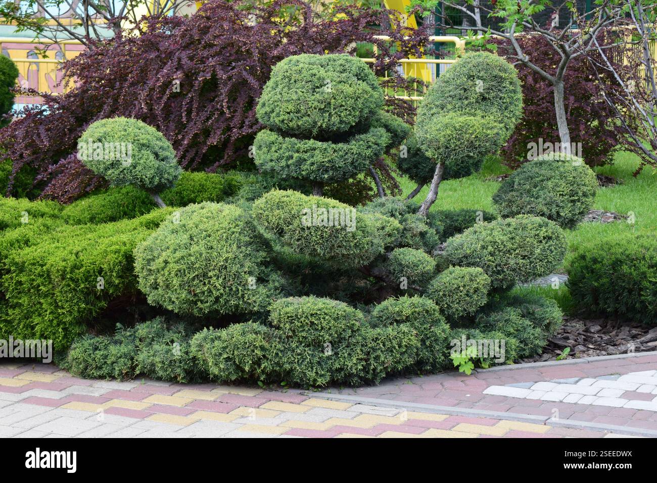 Kharkov, Ucraina, 14 maggio 2024. Un giardino ben tenuto con arbusti potati artisticamente, possibilmente bonsai o topiario, dalle forme arrotondate. L'shr Foto Stock