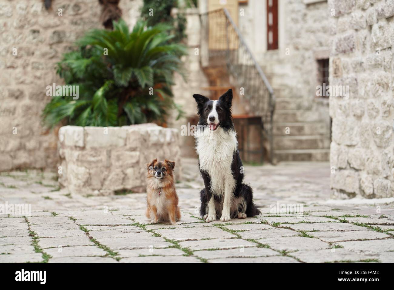 Un piccolo cane marrone siede tranquillamente in una piazza storica con pavimento in ciottoli. Il verde e l'architettura circostanti creano uno sfondo sereno. Foto Stock