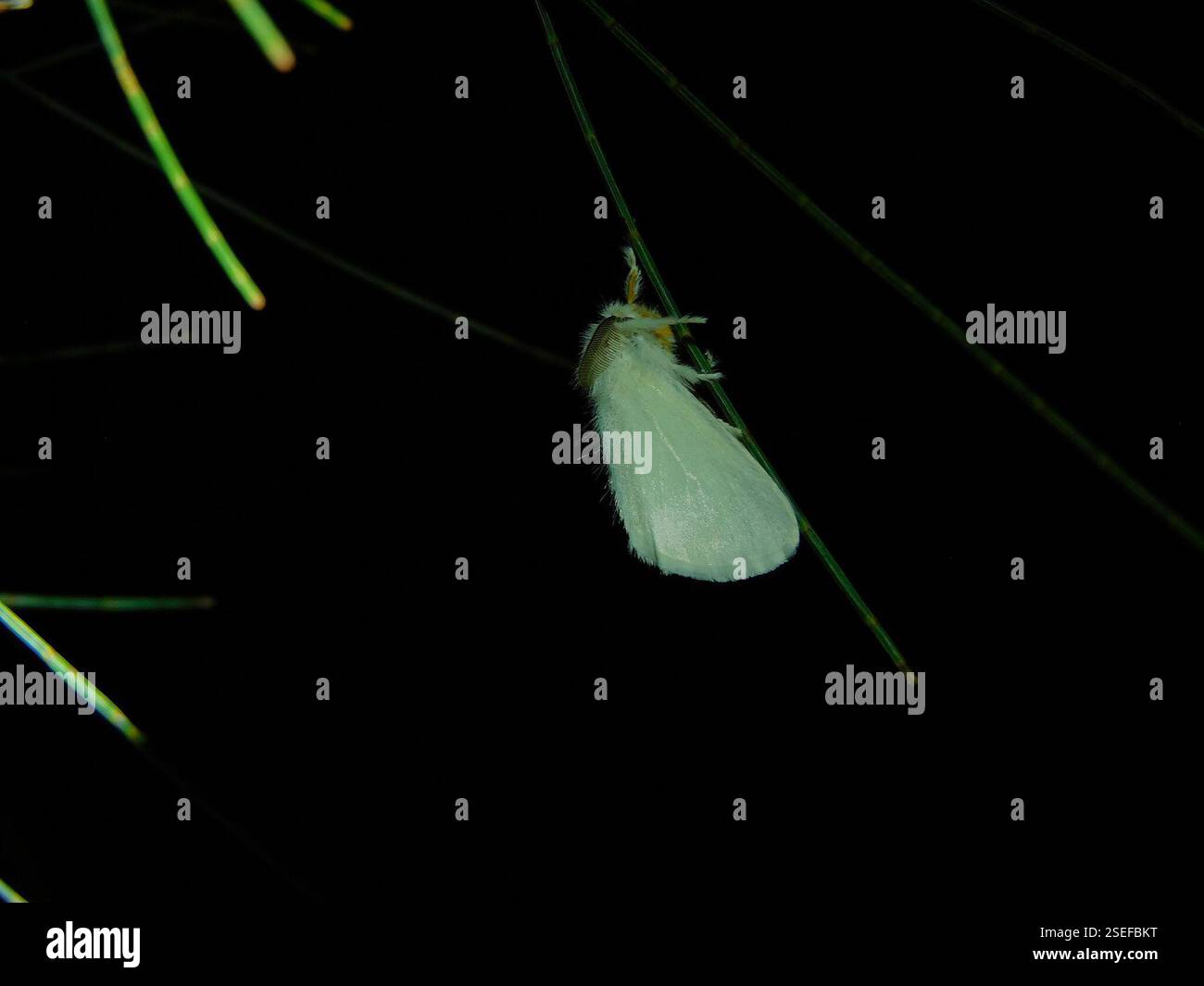 (Acyphas), Insecta, Hobart TAS, Australia, sto iniziando fortemente a sospettare che questi conigli bianchi del mondo Moth, perfettamente puri e fuzzy, che sono sicuramente i miei preferiti per quanto regolari siano, non sono in realtà Rush Moths, ma una specie di varietà non identificata, forse anche non descritta di Tussock Moth!! Certamente, sarebbe bello sapere cosa sta succedendo; l'onnivoro, che vive anche qui, ha un caratteristico bulbo di pelle rosso scuro sulla testa e un'unica macchia nera sulle ali, dove queste sono completamente bianche e con pelle gialla... Foto Stock