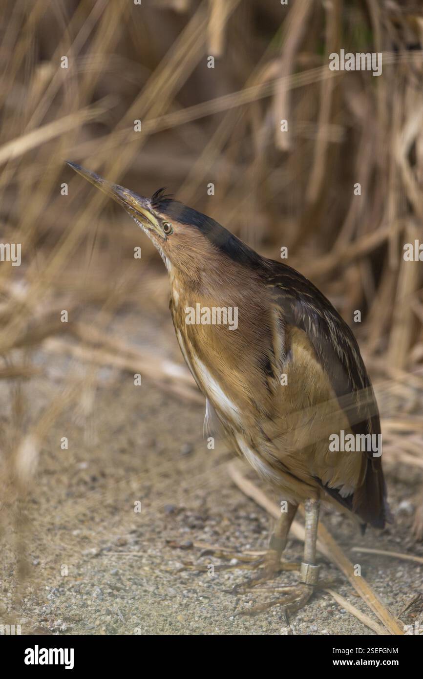 Un piccolo amaro o un amaro comune (Ixobrychus minutus) nascosto nell'erba di canne, a caccia di cibo Foto Stock