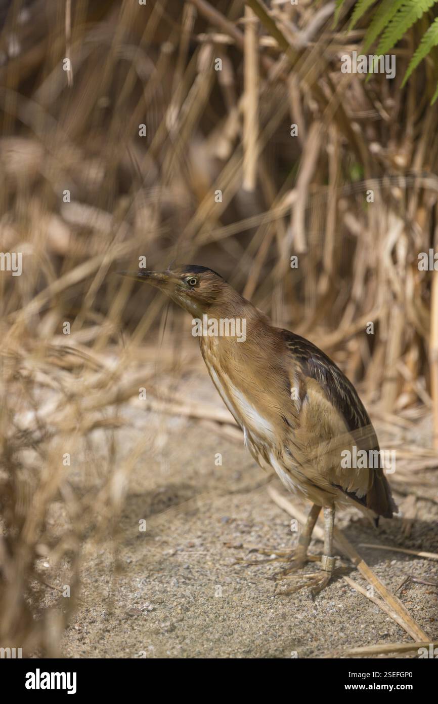 Un piccolo amaro o un amaro comune (Ixobrychus minutus) nascosto nell'erba di canne, a caccia di cibo Foto Stock