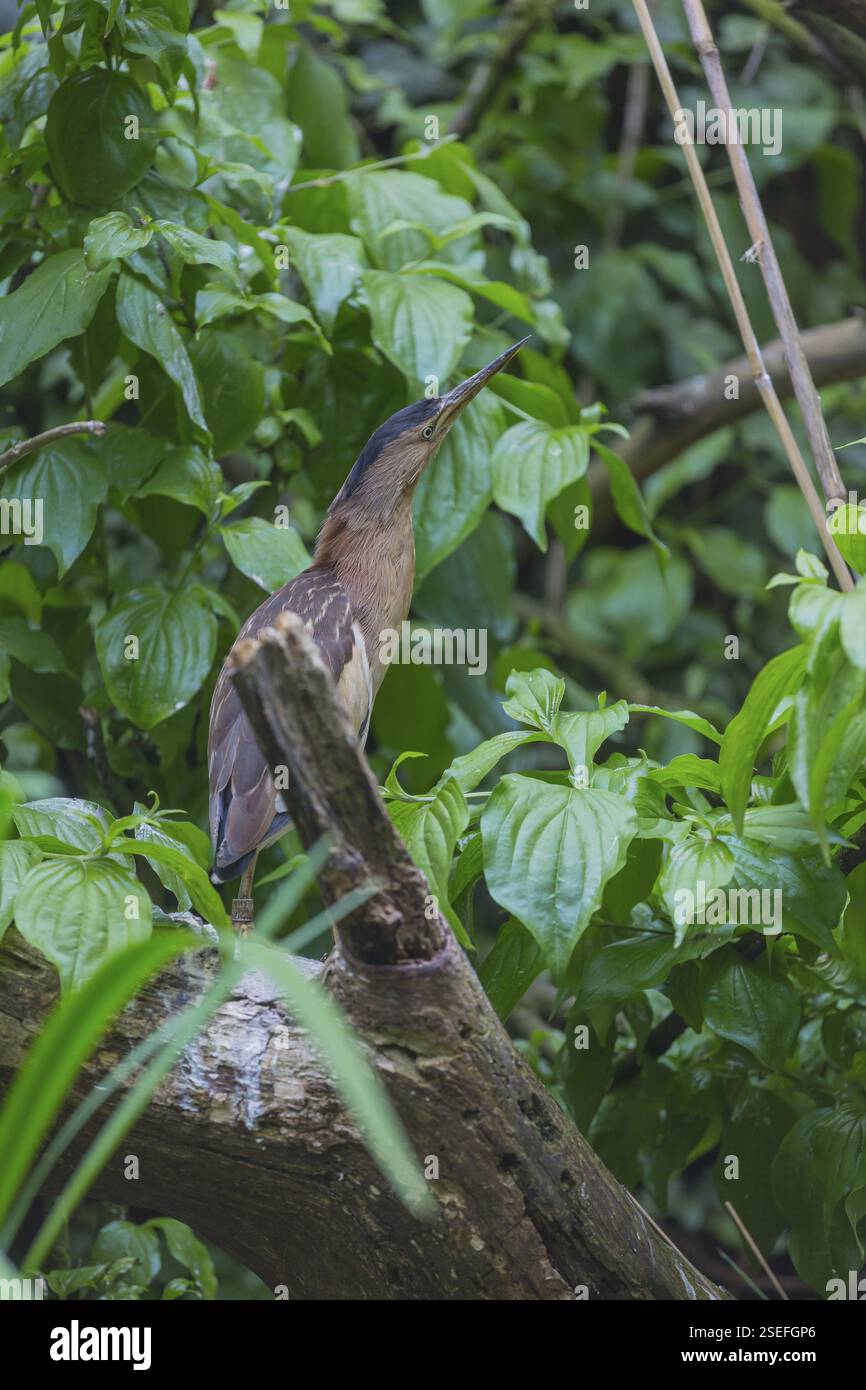 Un piccolo amaro o un amaro comune (Ixobrychus minutus) in piedi su un ramo in un cespuglio verde, a guardare il cibo Foto Stock
