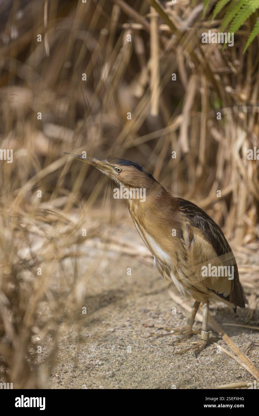 Un piccolo amaro o un amaro comune (Ixobrychus minutus) nascosto nell'erba di canne, a caccia di cibo Foto Stock