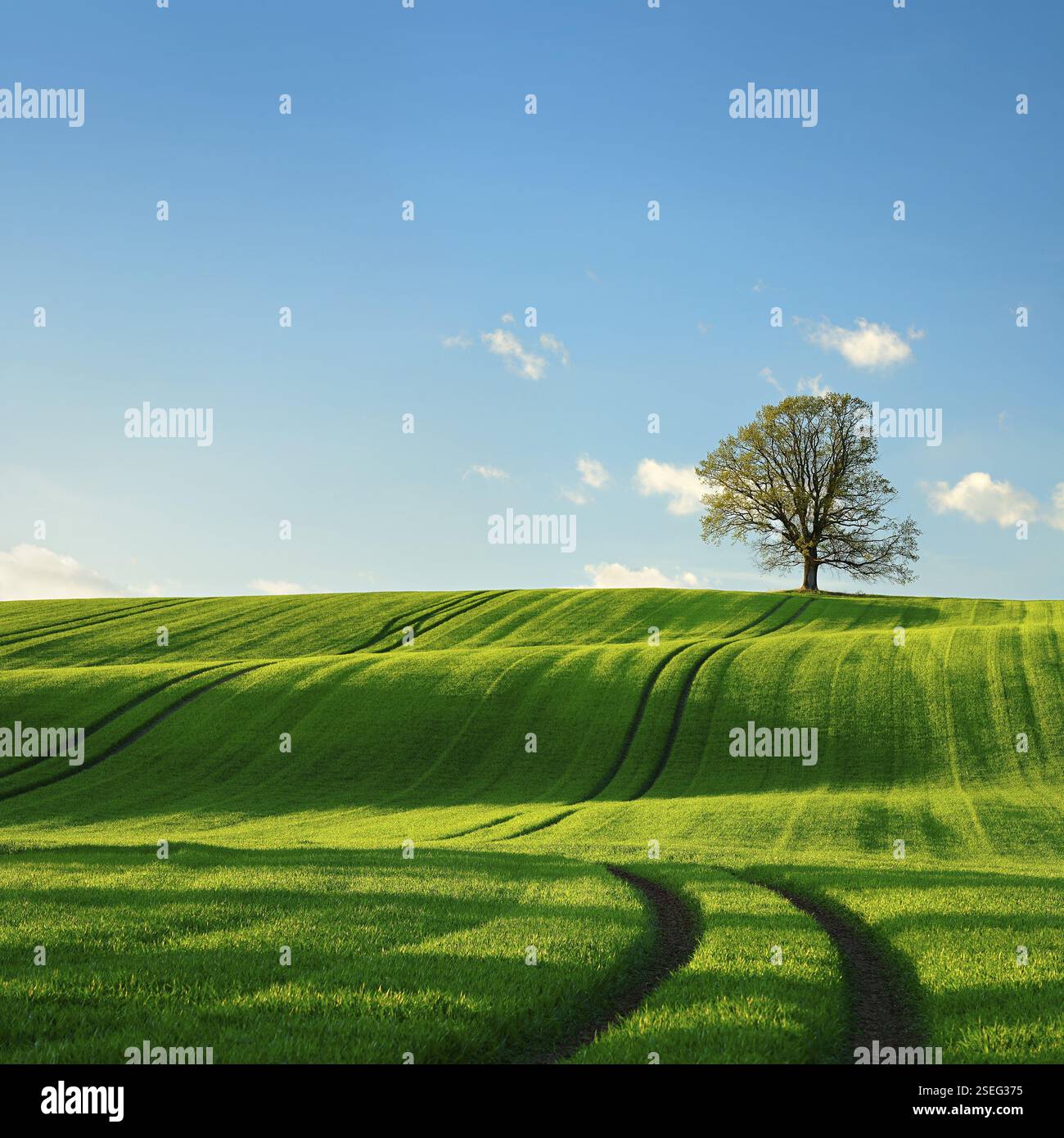 Quercia solitaria alla luce della sera, campo verde con dolci colline in primavera, vicino a Triptis, Turingia, Germania, Europa Foto Stock
