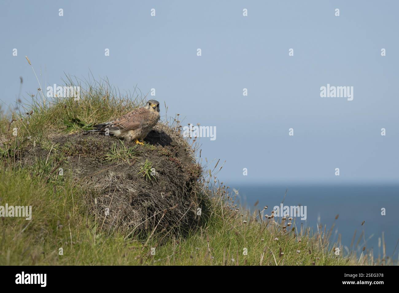 Falco di gheppio comune (Falco tinnunculus) rapace adulto su un tumulo di erba vicino al mare, Galles, Regno Unito, Europa Foto Stock