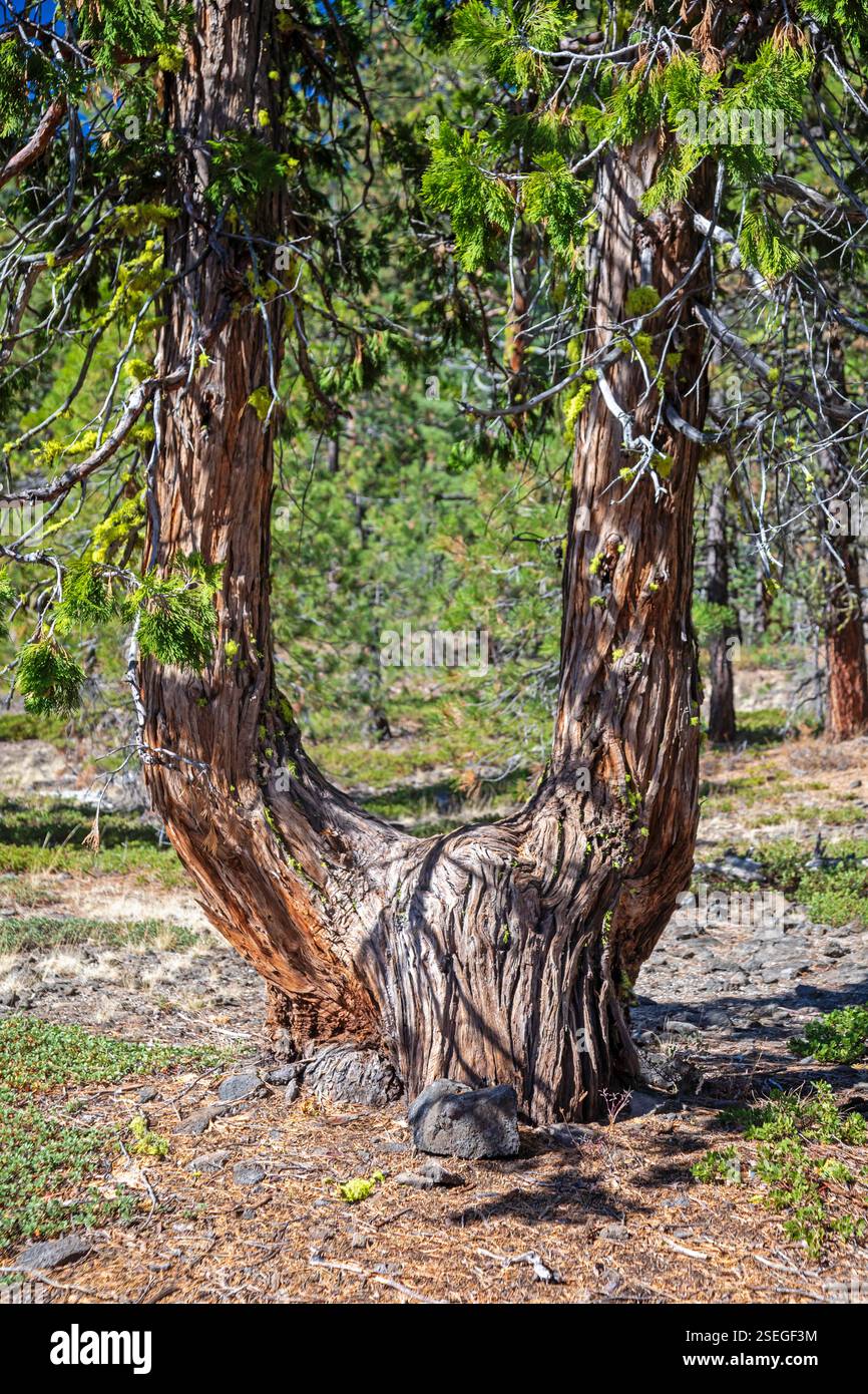 Bartle, California - Un albero a forma di U nella Shasta-Trinity National Forest. Foto Stock
