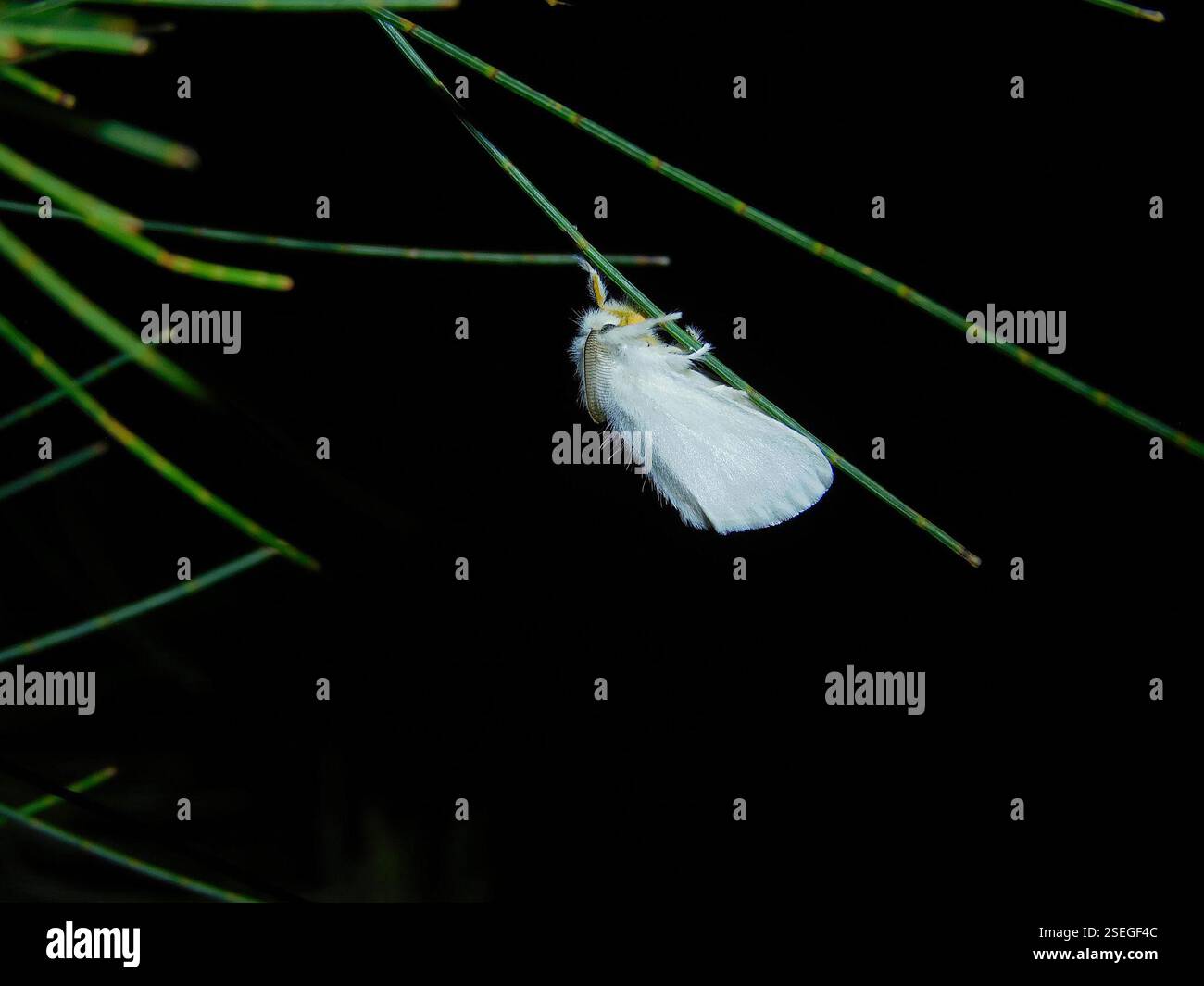 (Acyphas), Insecta, Hobart TAS, Australia, sto iniziando fortemente a sospettare che questi conigli bianchi del mondo Moth, perfettamente puri e fuzzy, che sono sicuramente i miei preferiti per quanto regolari siano, non sono in realtà Rush Moths, ma una specie di varietà non identificata, forse anche non descritta di Tussock Moth!! Certamente, sarebbe bello sapere cosa sta succedendo; l'onnivoro, che vive anche qui, ha un caratteristico bulbo di pelle rosso scuro sulla testa e un'unica macchia nera sulle ali, dove queste sono completamente bianche e con pelle gialla... Foto Stock