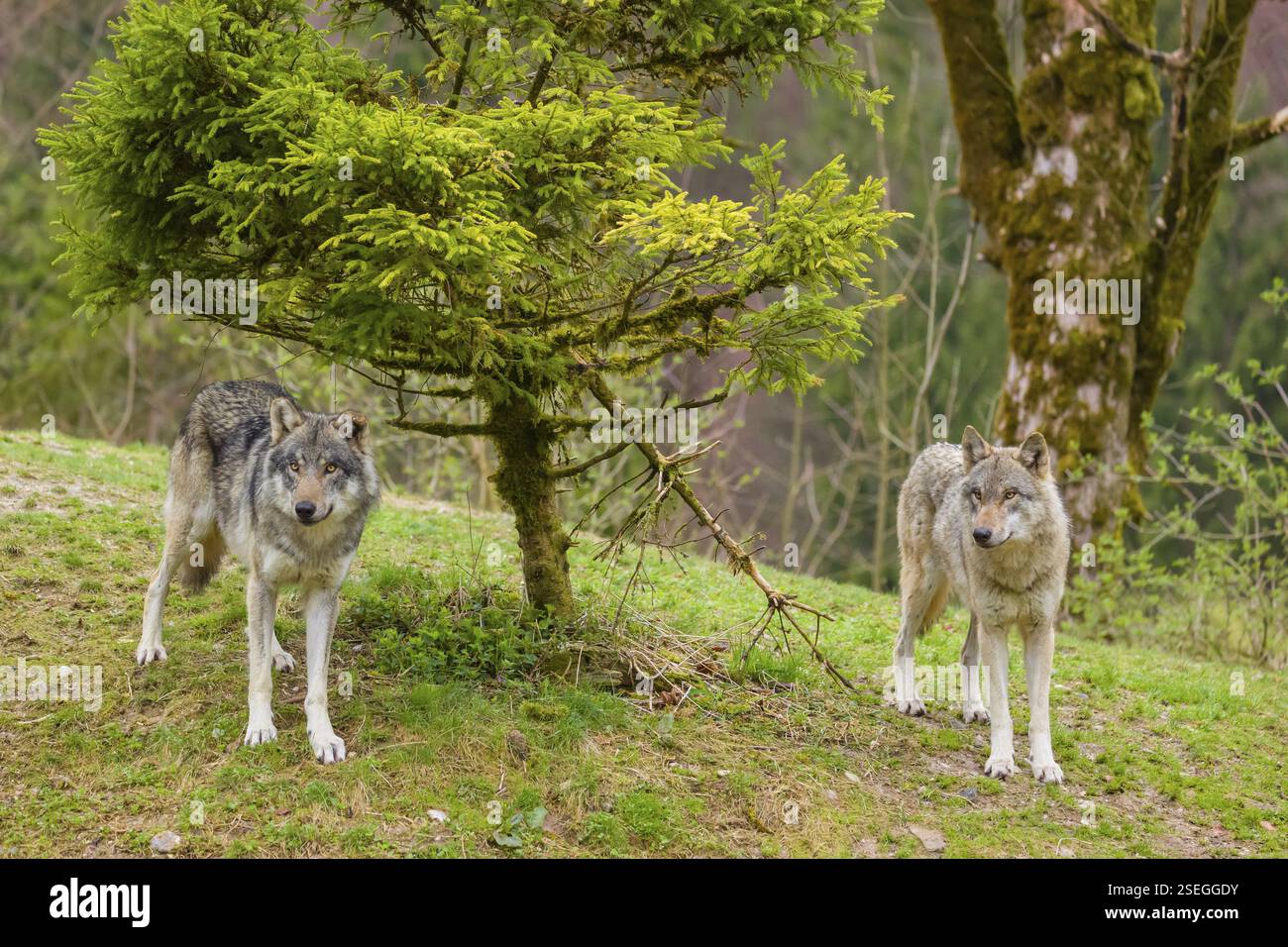 Due lupi grigi eurasiatici (Canis lupus lupus) sorgono su una piccola collina Foto Stock